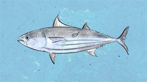 Get to know your fishes: 5 common species found in Philippine waters.